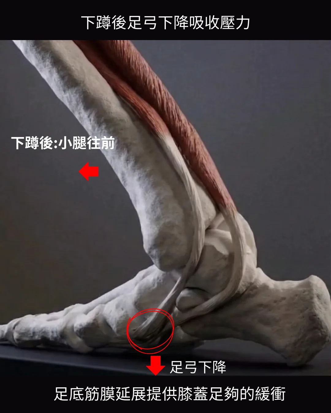 深蹲後足弓下降吸收壓力狀態