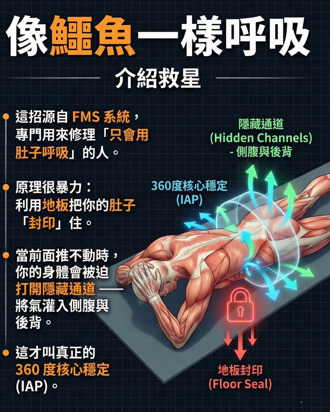 啟動下後鋸肌協助肋骨穩定