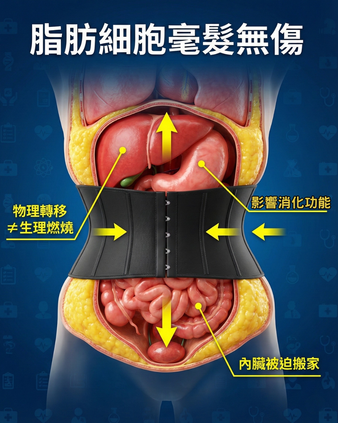 束腰導致內臟移位與脂肪分布不均示意圖