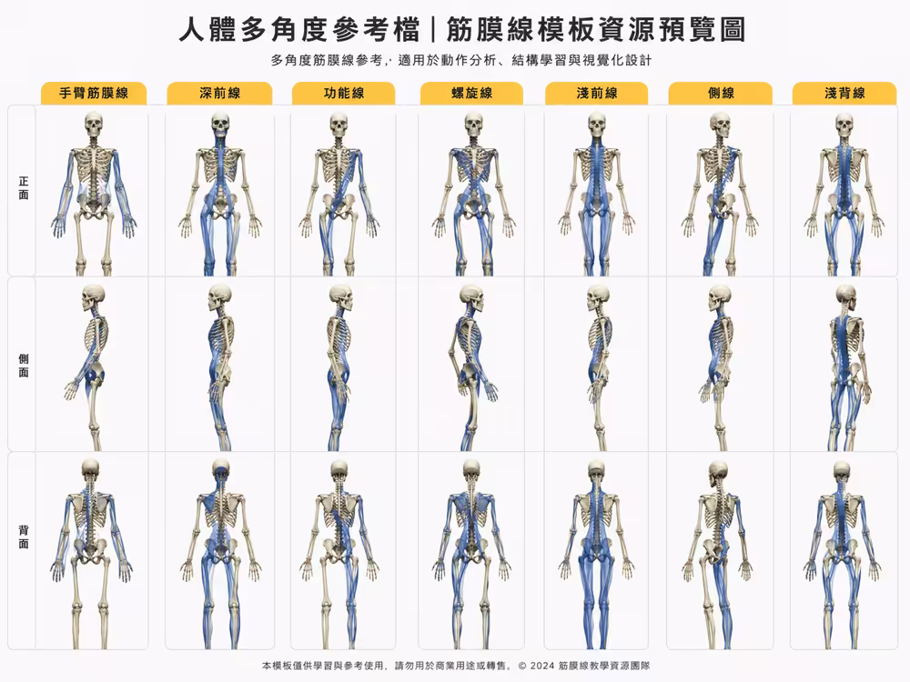 人體骨骼筋膜鏈多角度檔案預覽