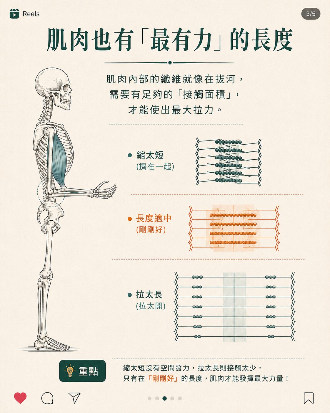 肌肉長度與出力關係示意