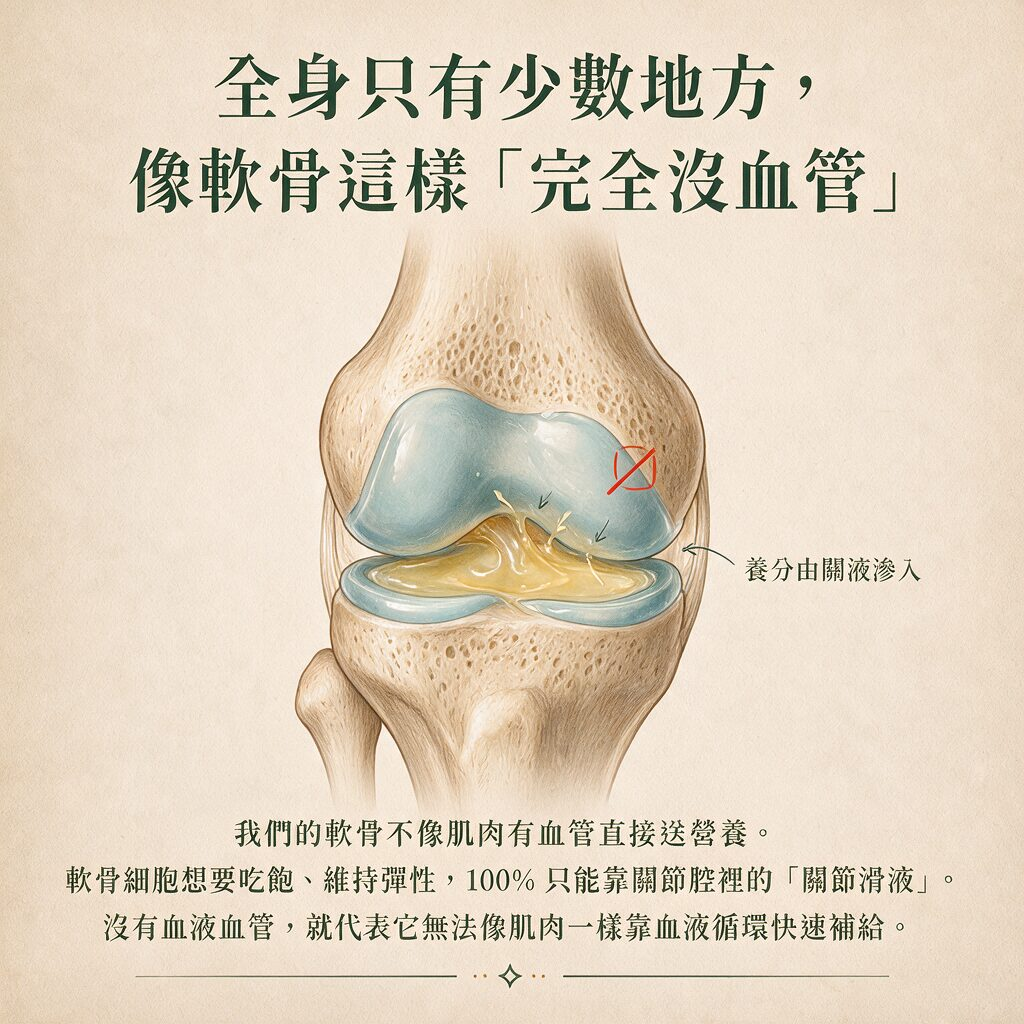 軟骨無血管解剖示意