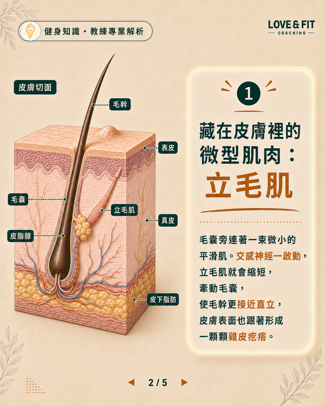 立毛肌解剖結構圖卡