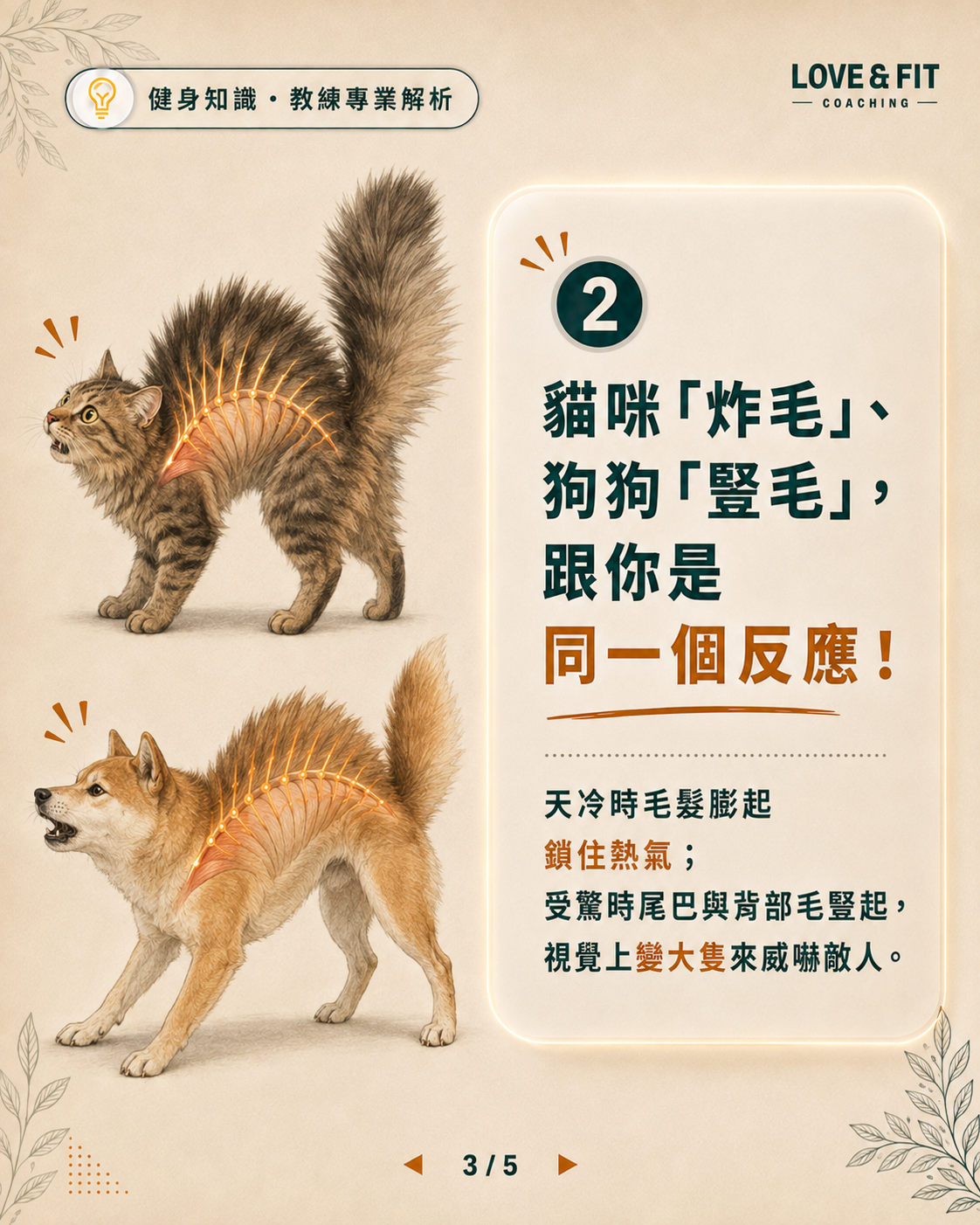 貓狗炸毛豎毛對比圖卡