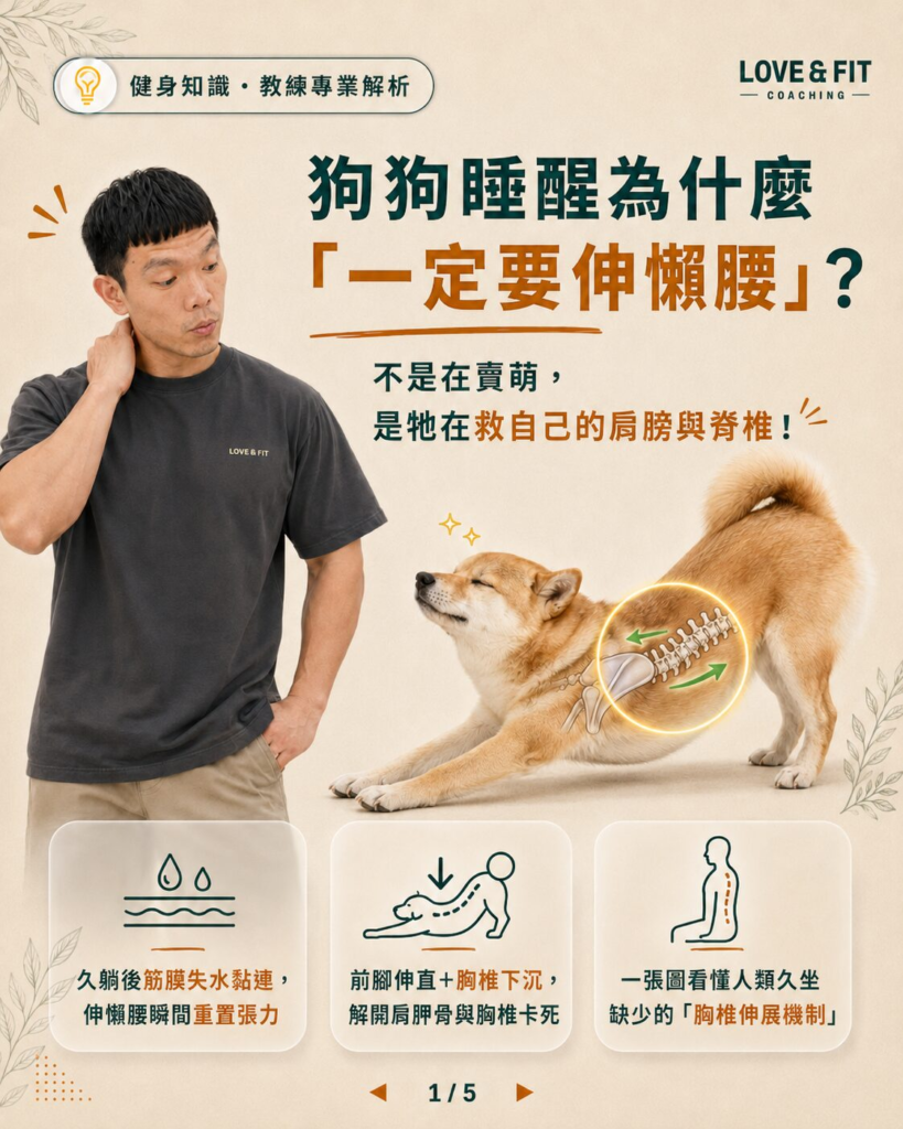狗狗睡醒為什麼一定要伸懶腰？解密胸椎伸展與肩胛解壓