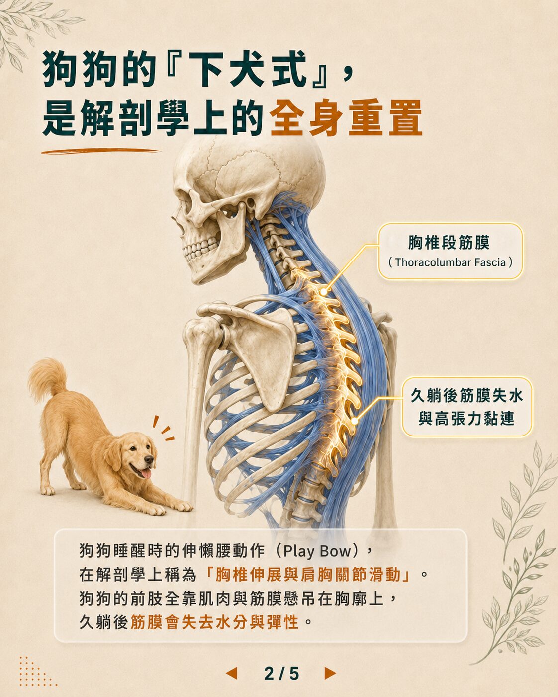 狗狗下犬式解剖示意圖
