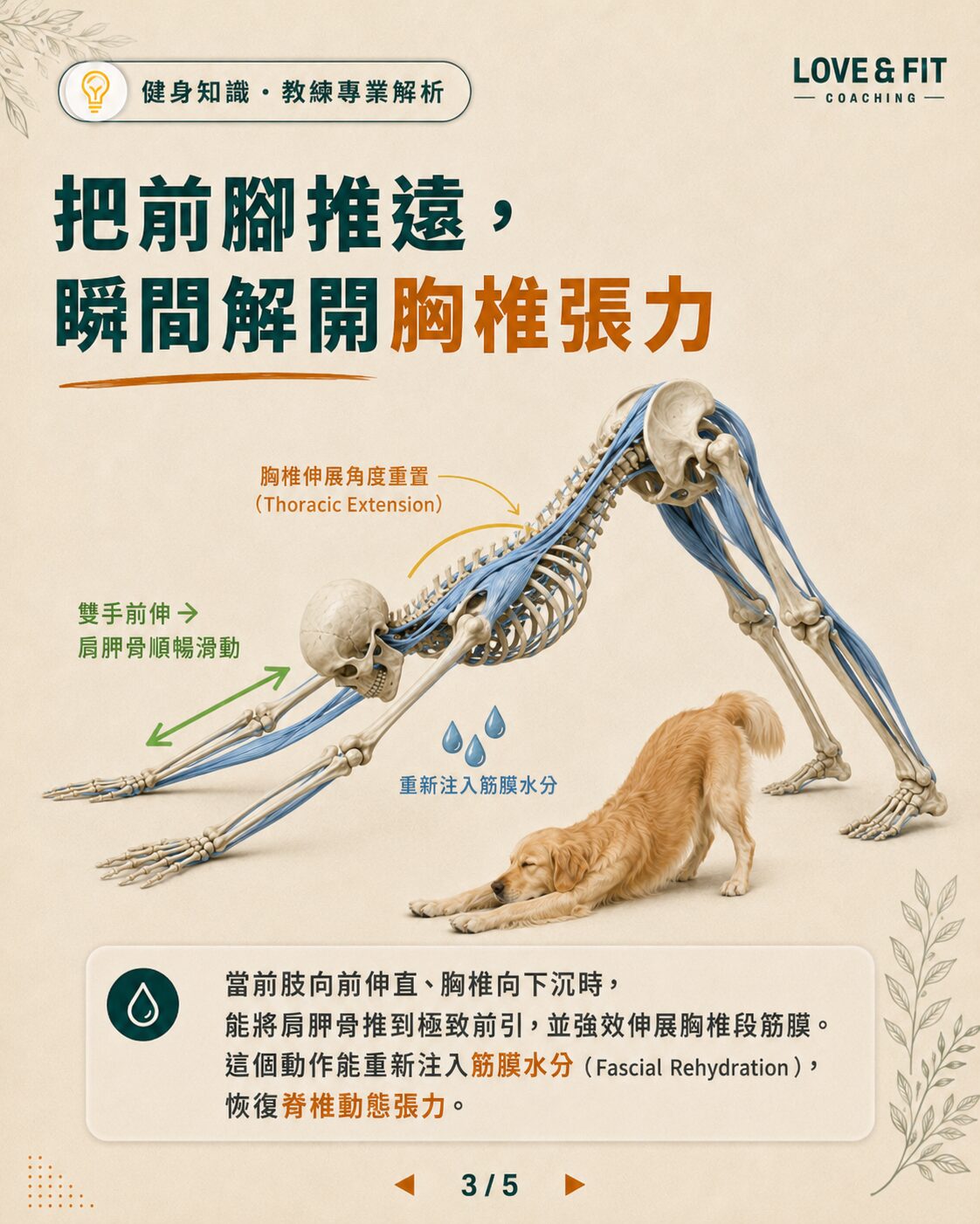 胸椎伸展與筋膜重置示意圖