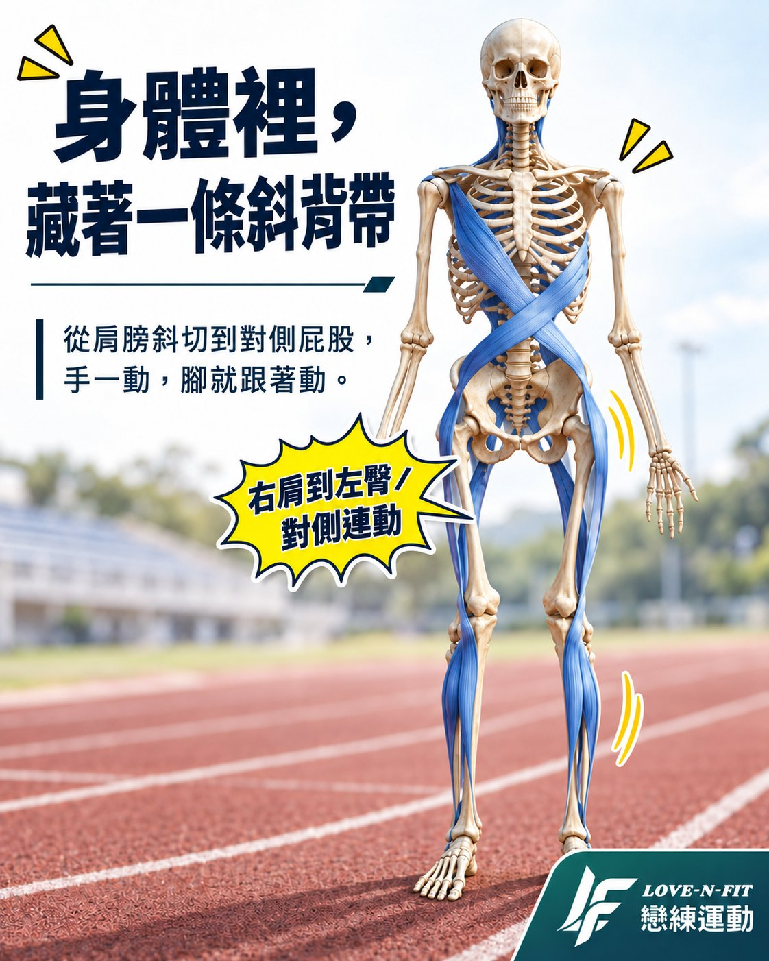 骨骼人正面示意圖，一條藍色肌筋膜帶從右肩斜向連到左臀，標註右肩到左臀、對側連動