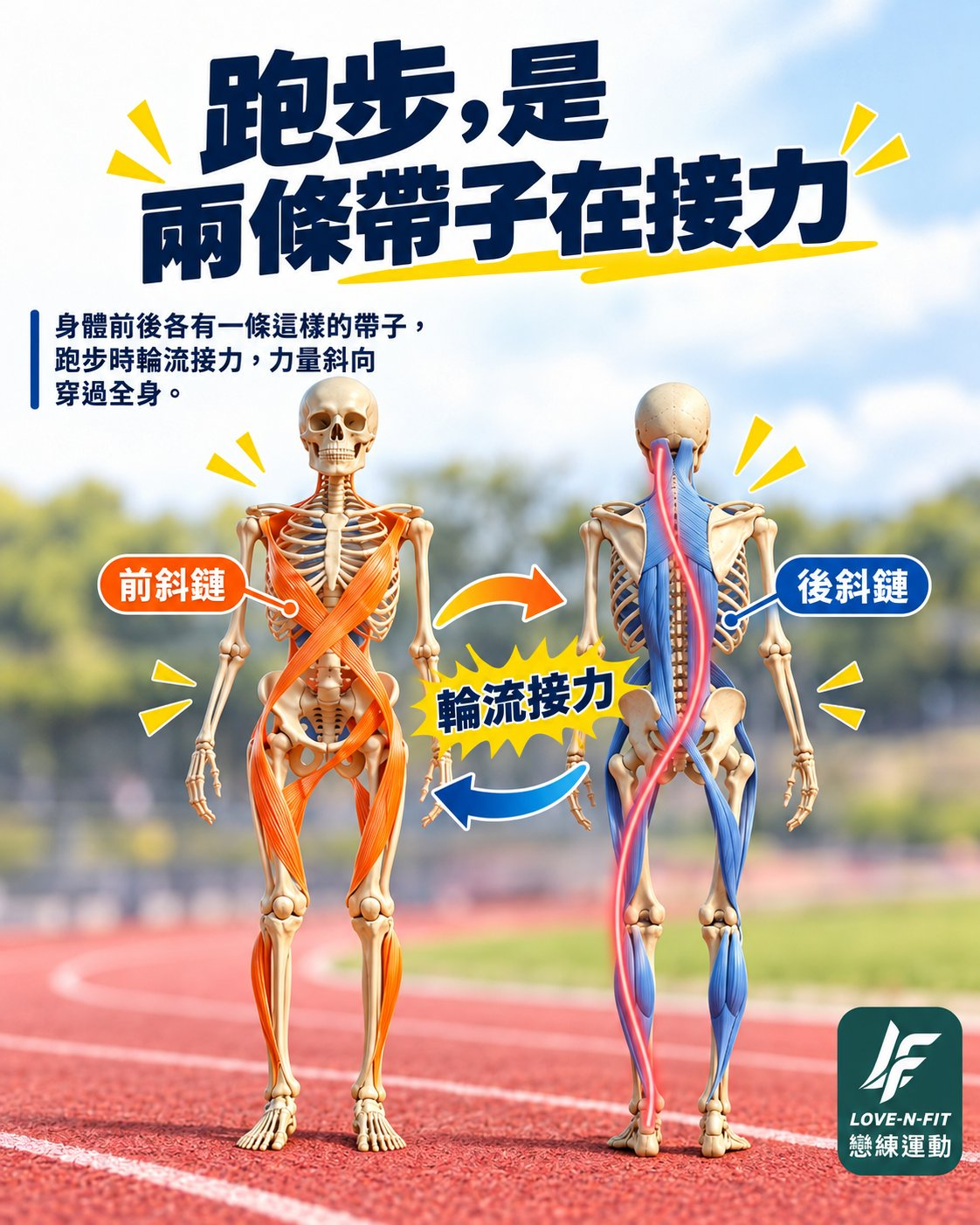 正面標示橘色前斜鏈、背面標示藍色後斜鏈的骨骼人對照圖，中間標註輪流接力